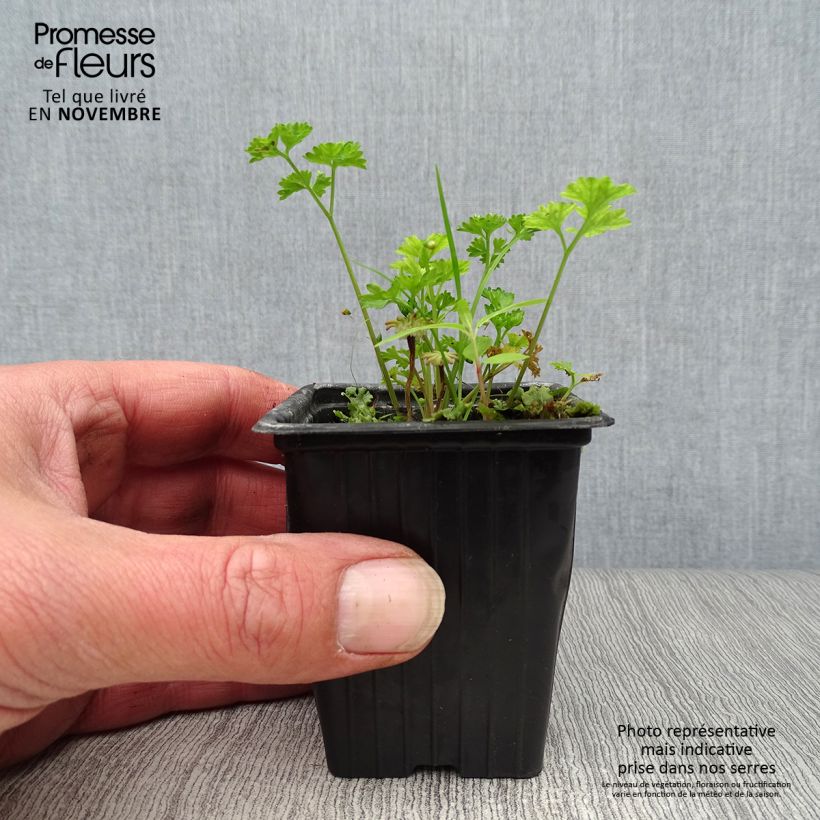 Amostra de Persil frisé vert foncé BIO Godet de 8 cm tal como entregue no outono