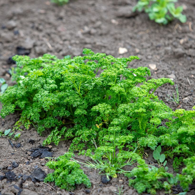 Salsa crespa verde escura (Hábito)