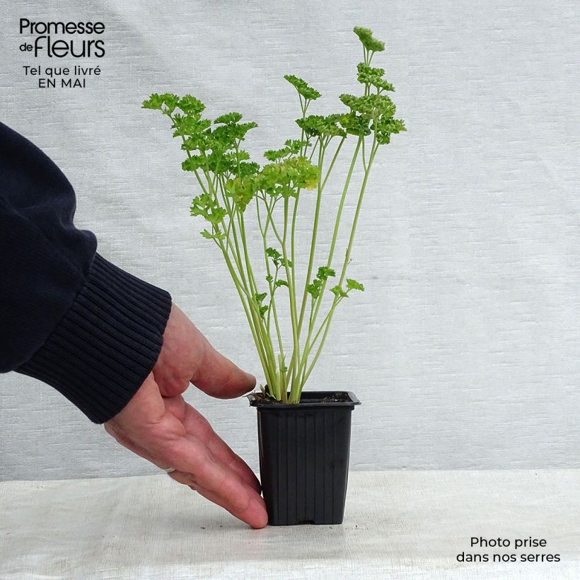 Amostra de Persil frisé vert foncé BIO Godet de 8 cm tal como entregue na primavera