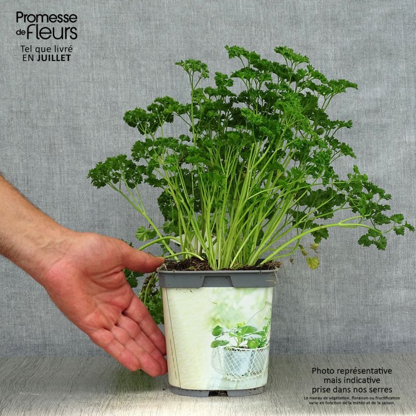 Amostra de Salsa crespa verde escura Bio plantas jovens Vaso de 2 L/3 L tal como entregue no verão