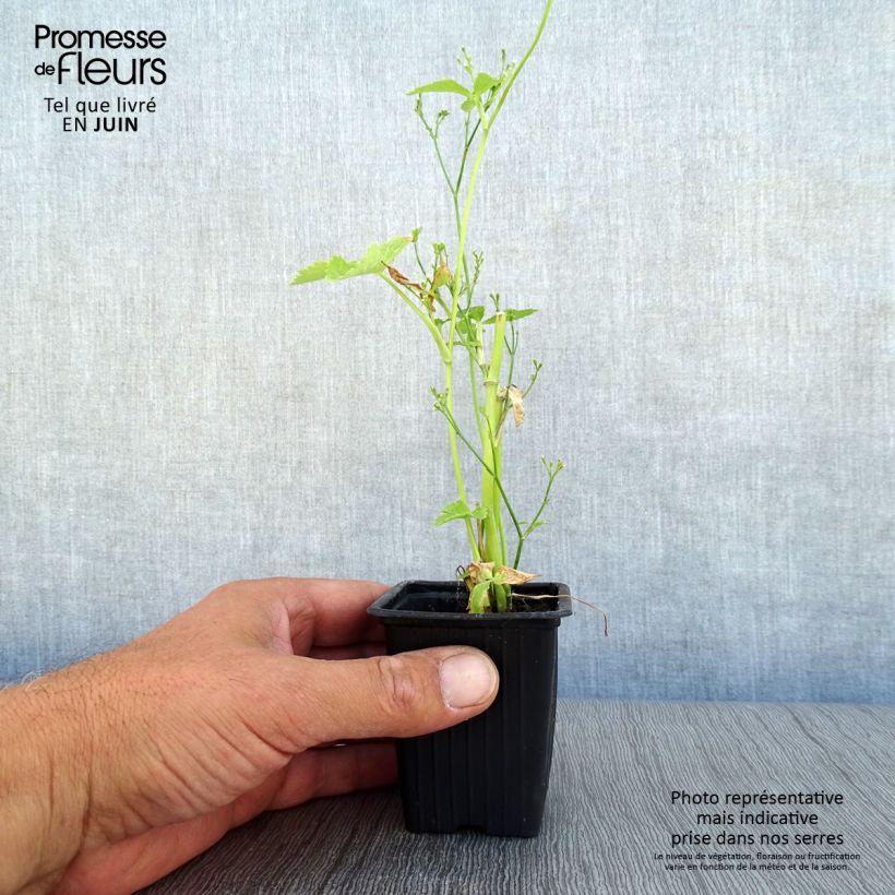 Amostra de Salsa-japonesa Mitsuba Bio - Cryptotaenia japonica Vaso de 7/8 cm tal como entregue no verão