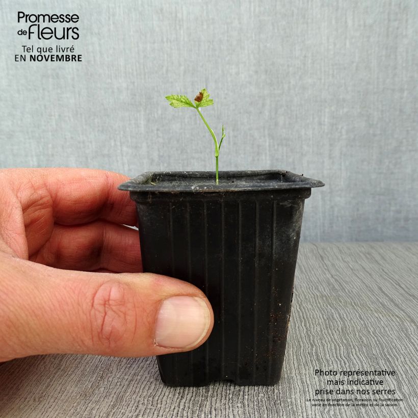 Amostra de Salsa-japonesa Mitsuba Bio - Cryptotaenia japonica Vaso de 7/8 cm tal como entregue no outono