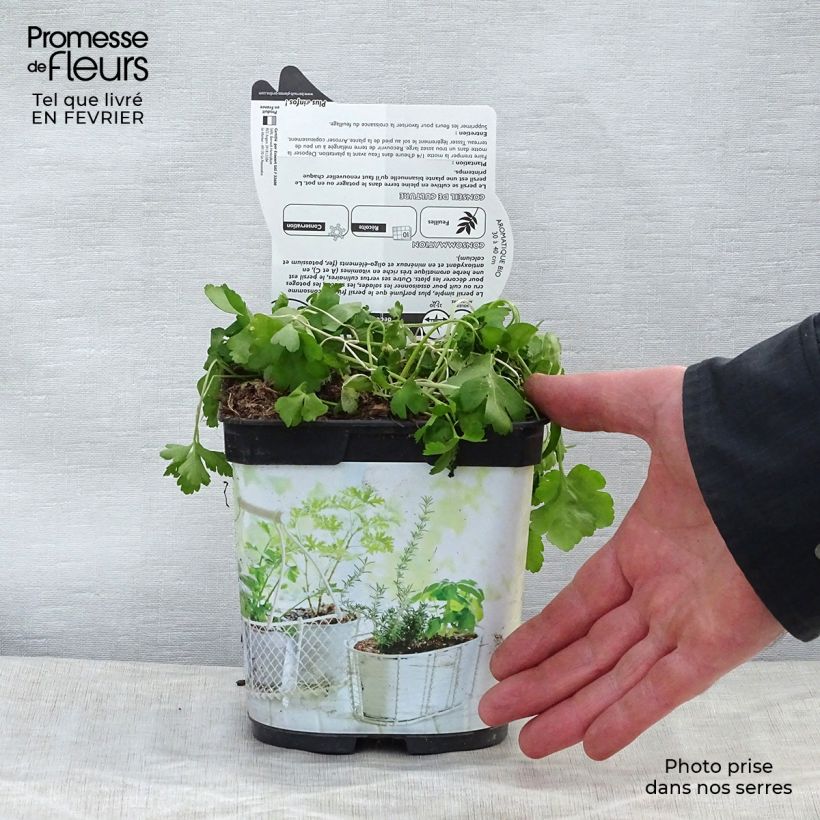 Amostra de Persil simple Géant d'Italie en pot 1L./1.5L. BIO tal como entregue no inverno