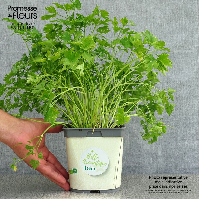 Amostra de Salsa gigante italiana Bio Vaso de 1 L/1,5 L tal como entregue no verão