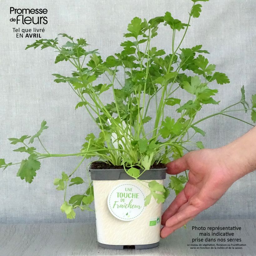Amostra de Salsa de folha lisa 'Gigante da Itália' (<i>Petroselinum crispum</i>) em vaso 1 L / 1,5 L, biológico tal como entregue na primavera