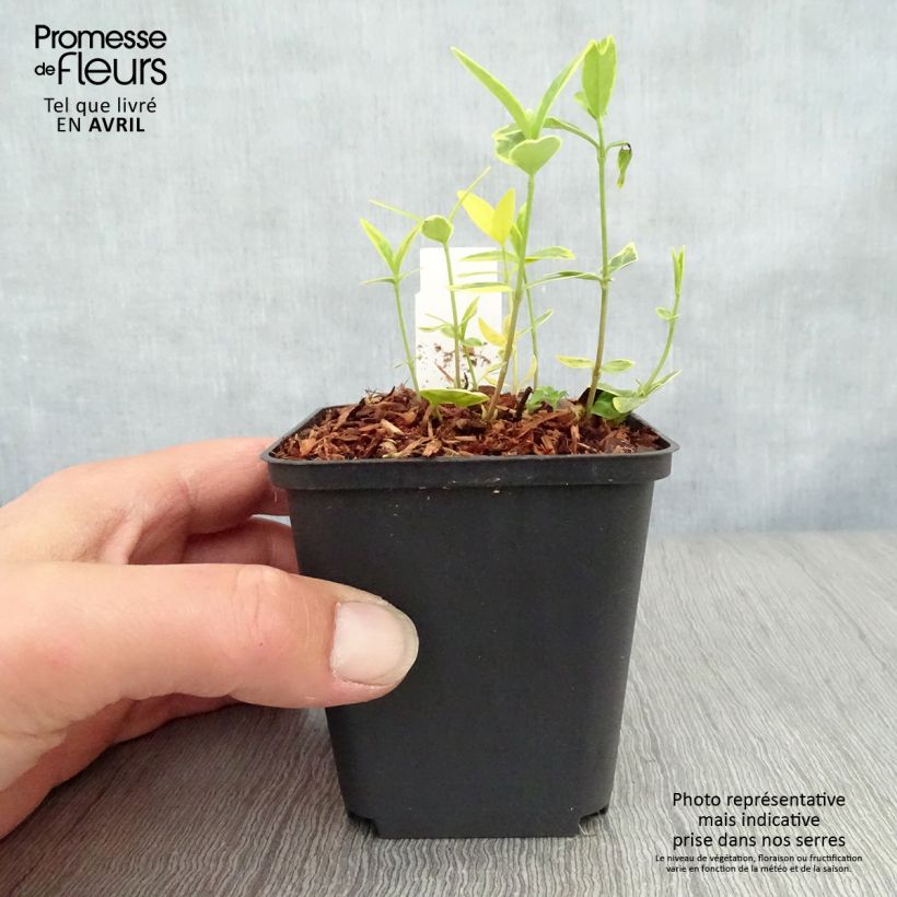 Amostra de Vinca-menor Ralph Shugert Vaso de 8/9 cm tal como entregue na primavera