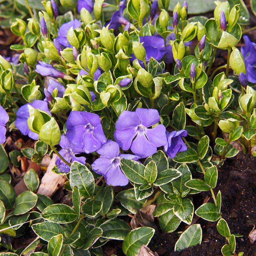 Vinca-menor Ralph Shugert (Hábito)