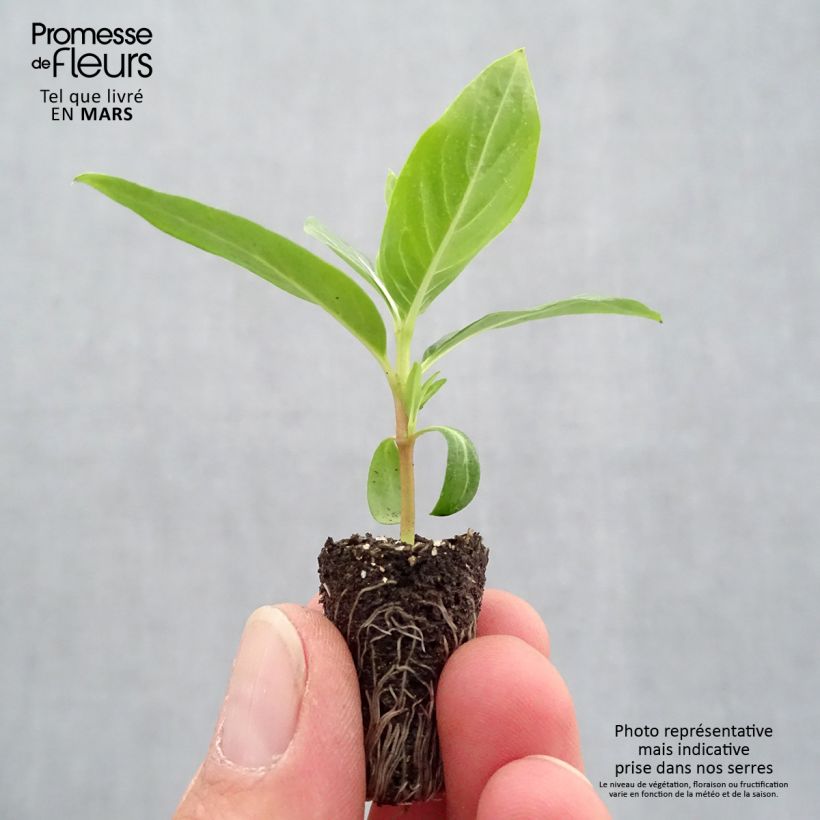 Amostra de Pervenche de Madagascar Titan F1 Blush - Catharanthus roseus Mini-motte Ø 1,5/2,5 cm tal como entregue na primavera