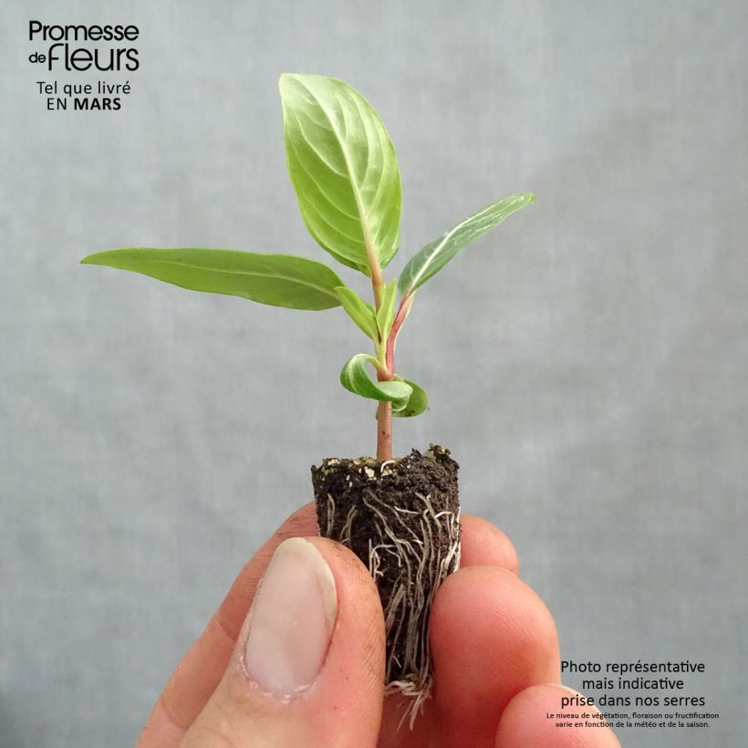 Amostra de Pervenche de Madagascar Titan F1 Lavender Blue Halo - Catharanthus roseus Mini-motte Ø 1,5/2,5 cm tal como entregue na primavera