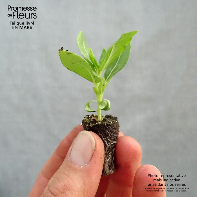 Amostra de Pervenche de Madagascar Titan F1 White - Catharanthus roseus Mini-motte Ø 1,5/2,5 cm tal como entregue na primavera