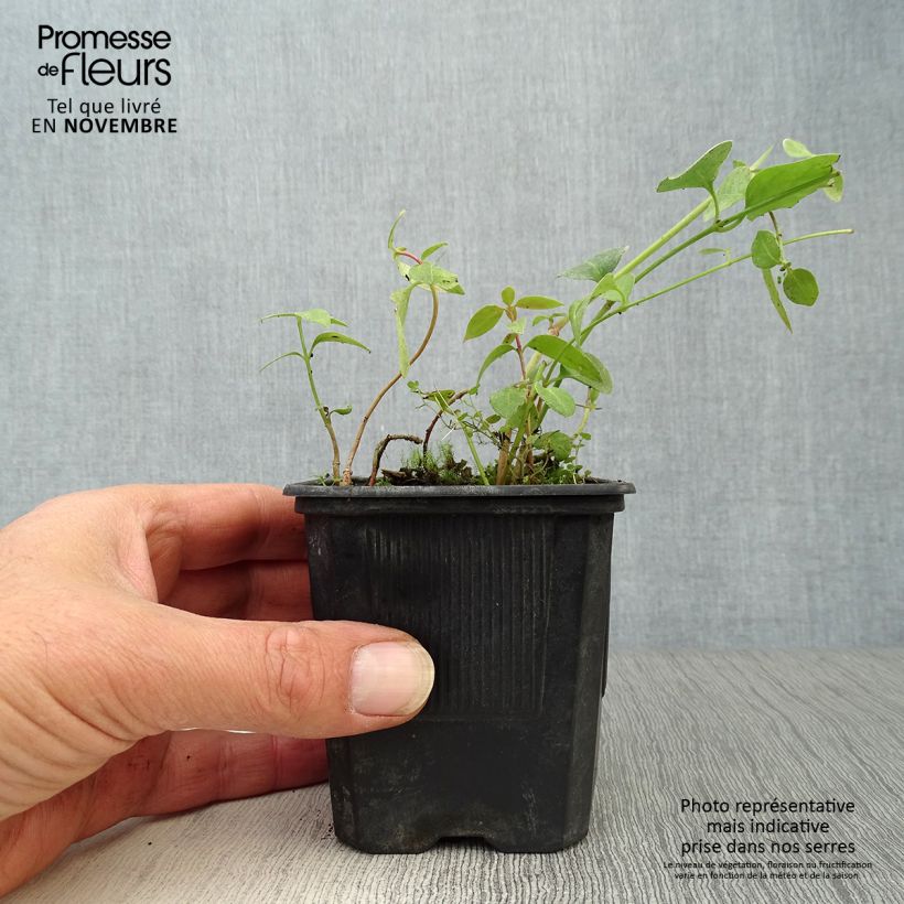 Amostra de Vinca difformis - Pervinca Vaso de 8/9 cm tal como entregue no outono