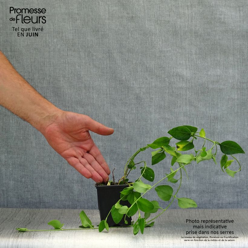 Amostra de Vinca difformis - Pervinca Vaso de 8/9 cm tal como entregue no verão