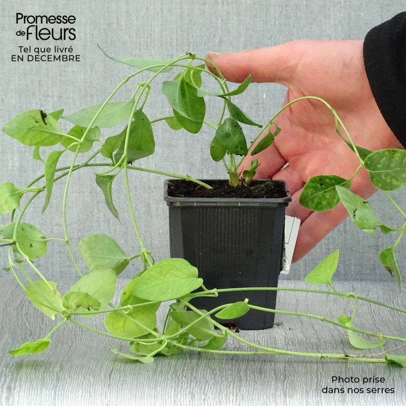Amostra de Pervenche difforme ou intermédiaire - Vinca difformis Vaso de 8/9 cm tal como entregue no inverno