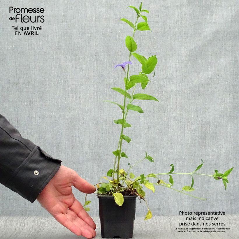 Amostra de Vinca difformis - Pervinca Vaso de 8/9 cm tal como entregue na primavera