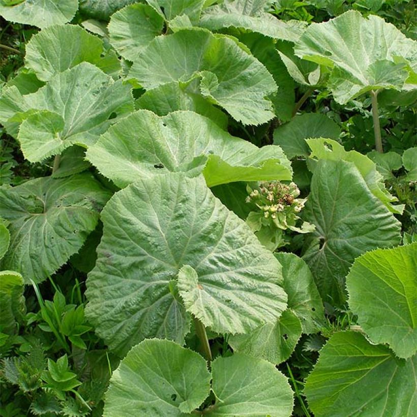 Petasites albus (Folhagem)
