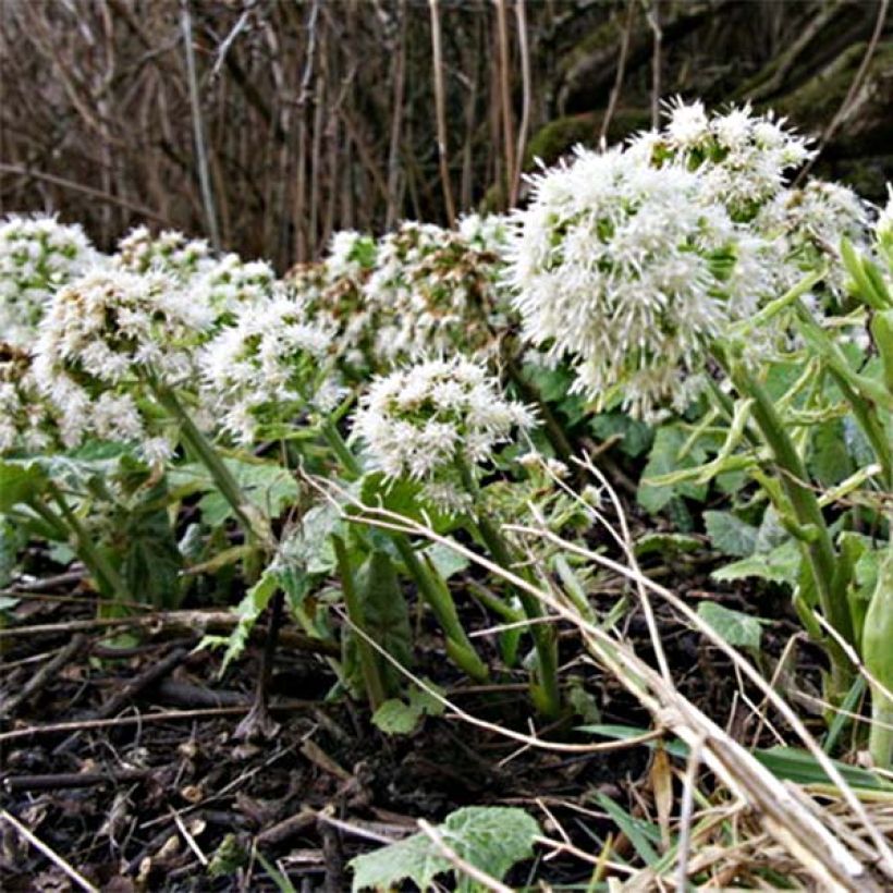 Petasites albus (Floração)