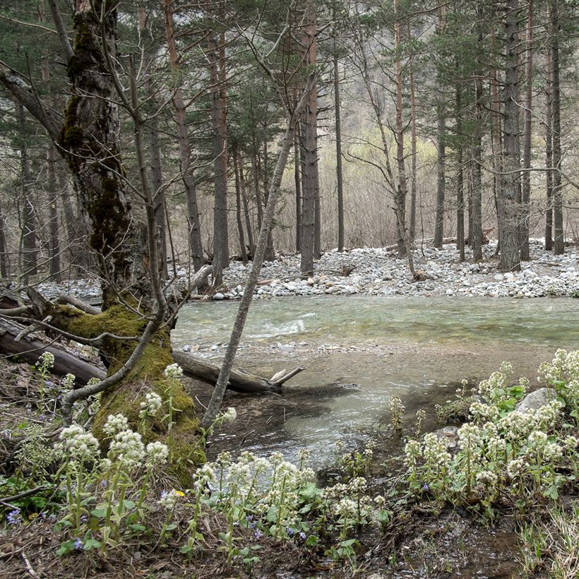 Petasites albus (Hábito)