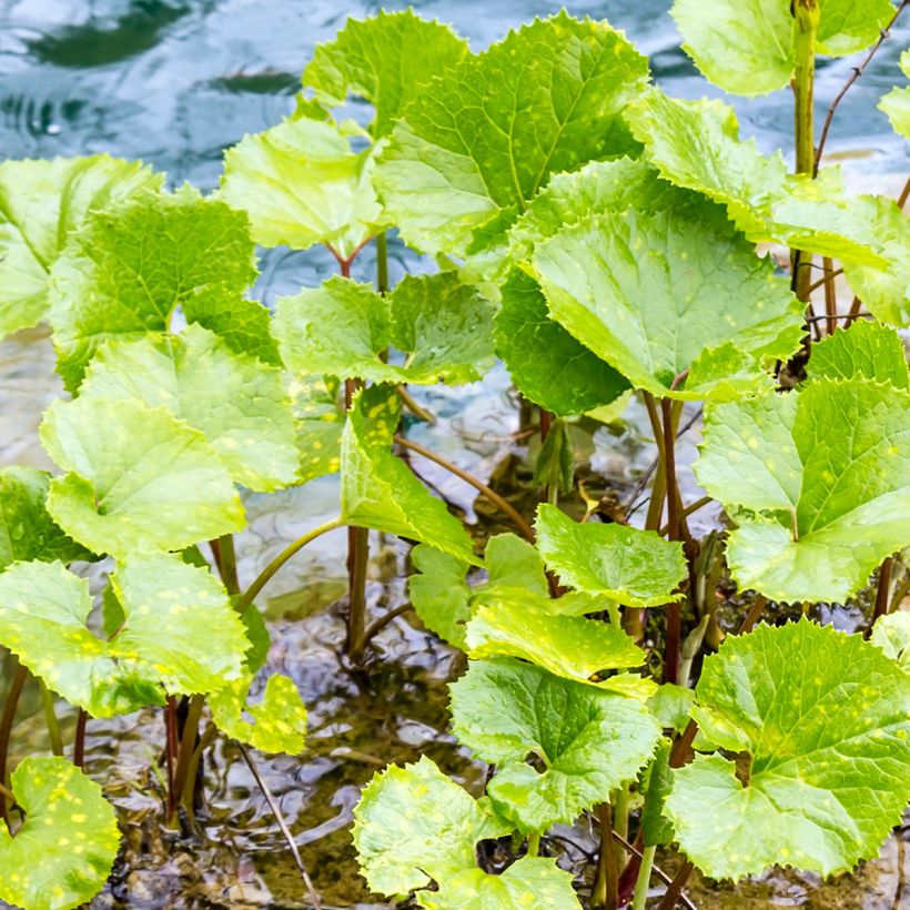 Petasites fragrans (Folhagem)