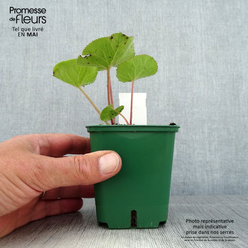 Amostra de Petasites fragrans Vaso de 8/9 cm tal como entregue na primavera