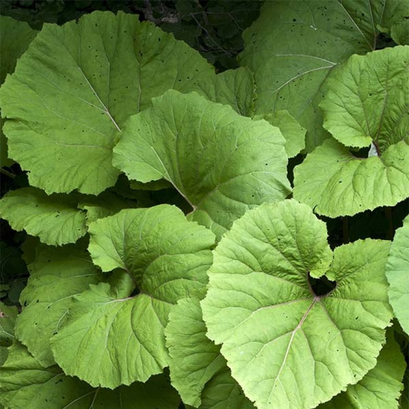 Petasites hybridus (Folhagem)