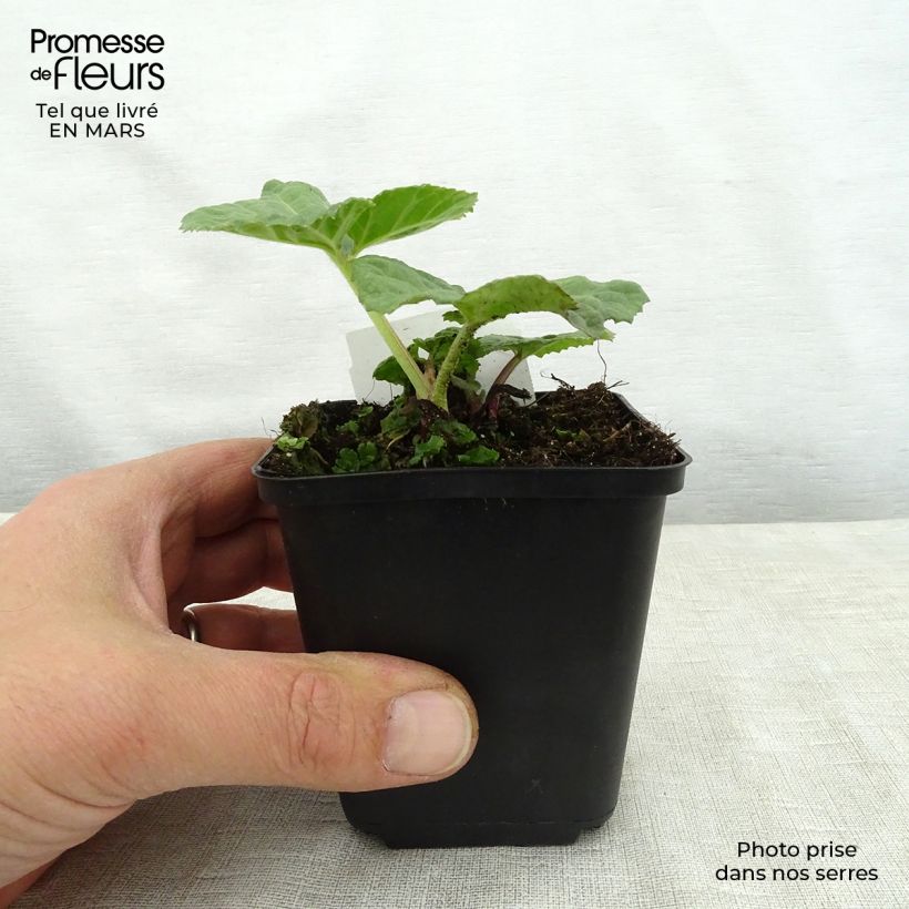 Amostra de Petasites hybridus Vaso de 8/9 cm tal como entregue na primavera