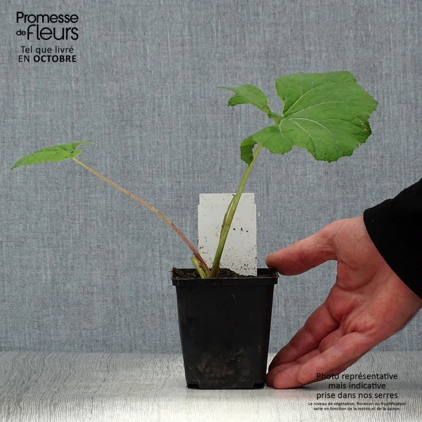 Amostra de Petasites hybridus Vaso de 8/9 cm tal como entregue no outono