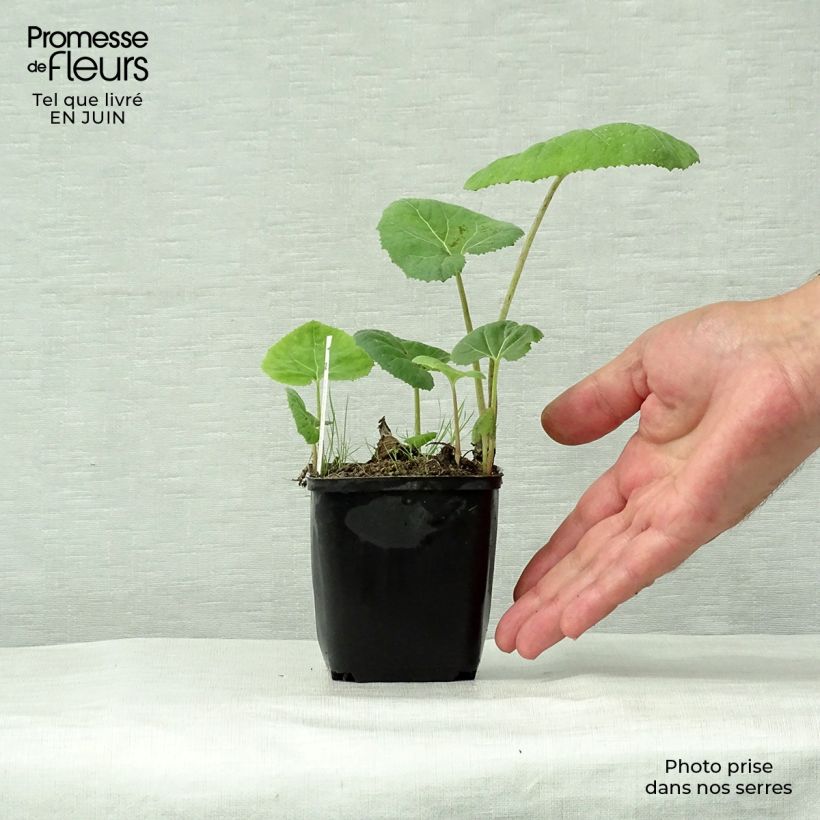 Amostra de Petasites hybridus Vaso de 8/9 cm tal como entregue no verão