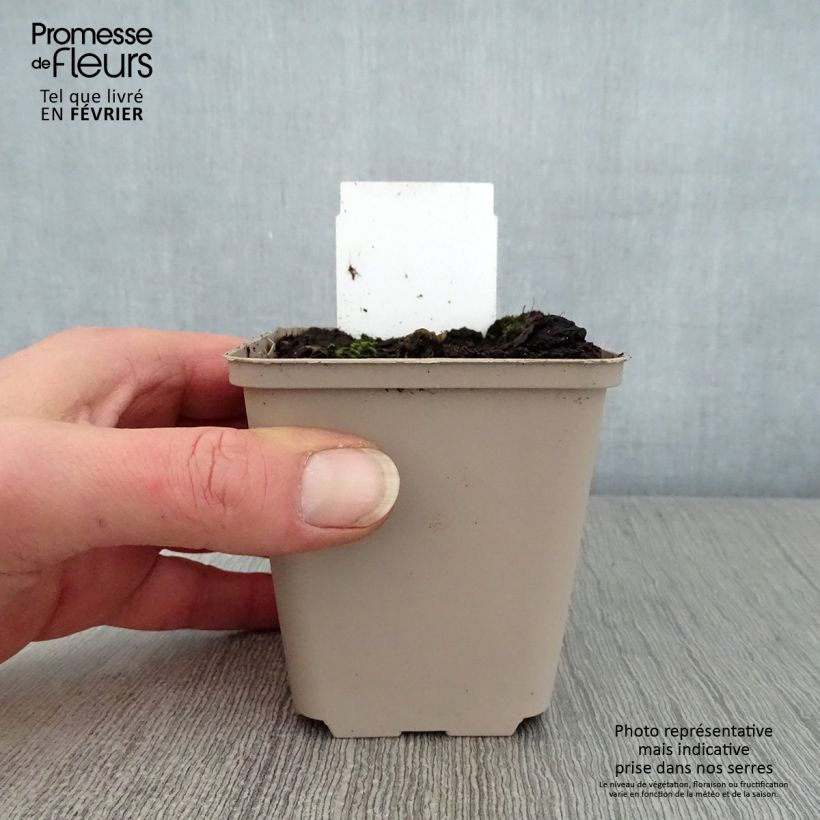 Amostra de Petasites hybridus Vaso de 8/9 cm tal como entregue no inverno