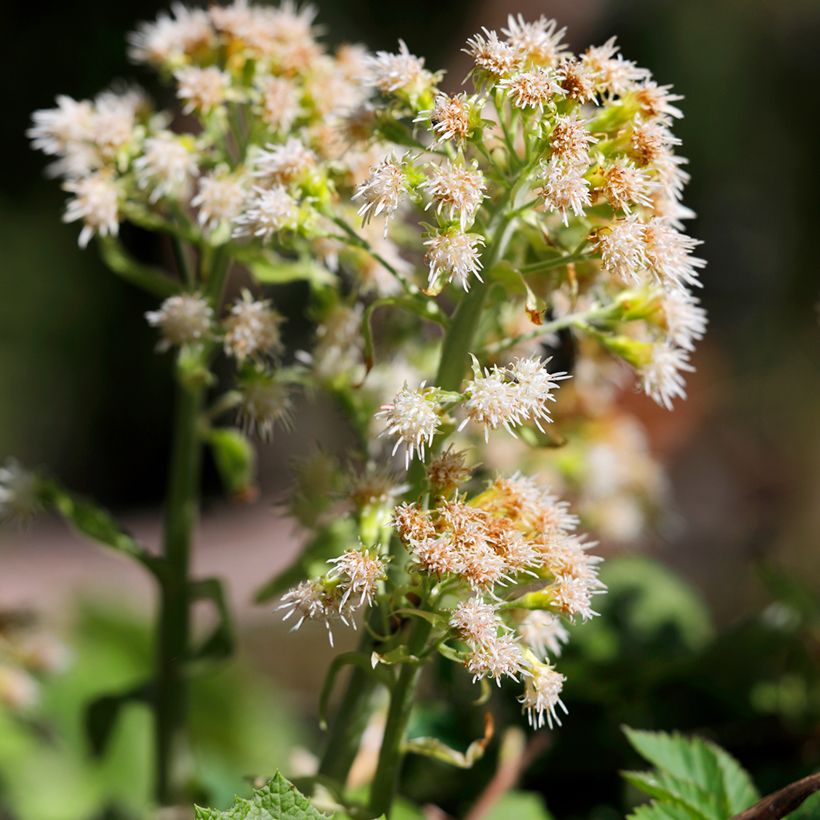 Petasites hybridus (Floração)