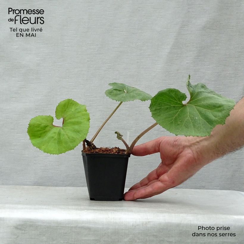 Amostra de Petasites japonicus Giganteus Vaso de 8/9 cm tal como entregue na primavera