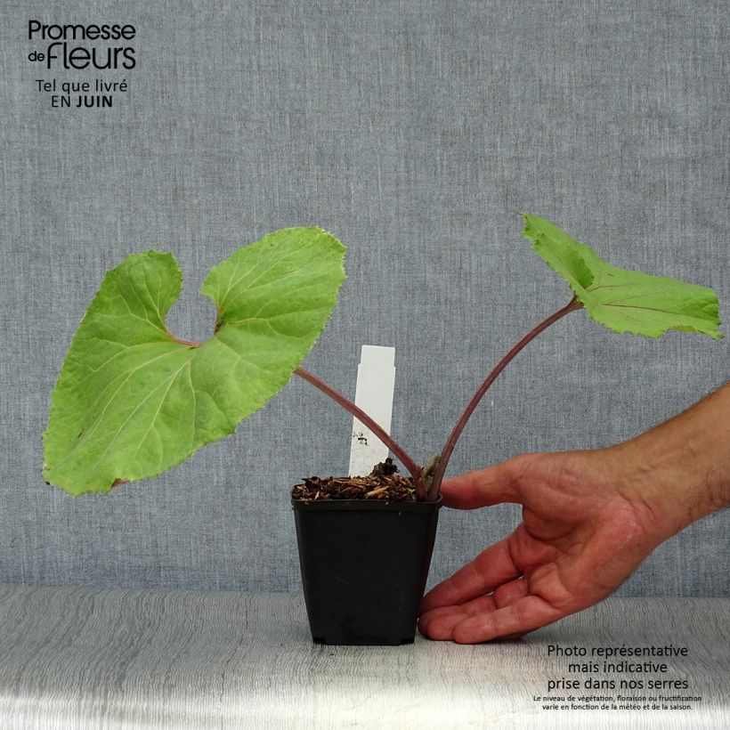Amostra de Petasites japonicus Giganteus Vaso de 8/9 cm tal como entregue no verão