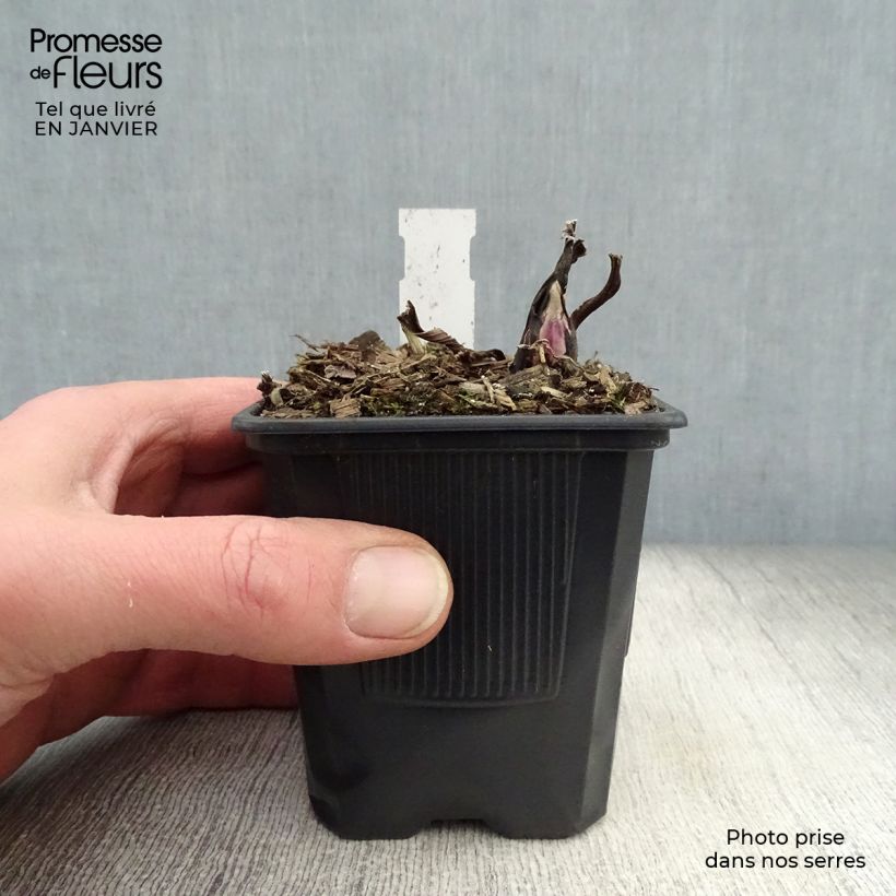 Amostra de Petasites japonicus Giganteus Vaso de 8/9 cm tal como entregue no inverno