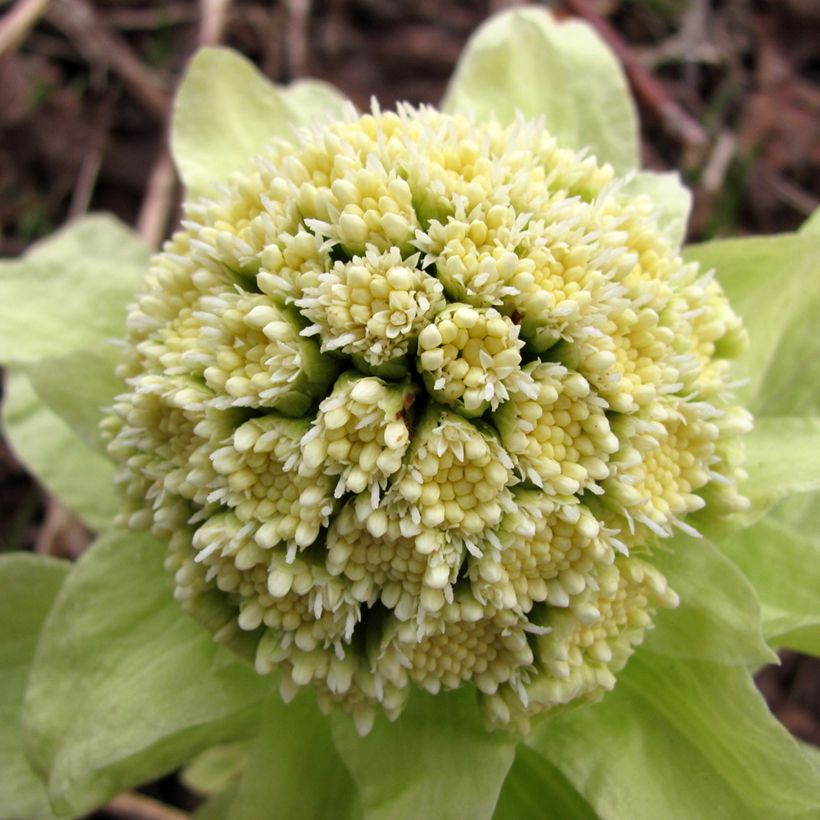 Petasites japonicus (Floração)