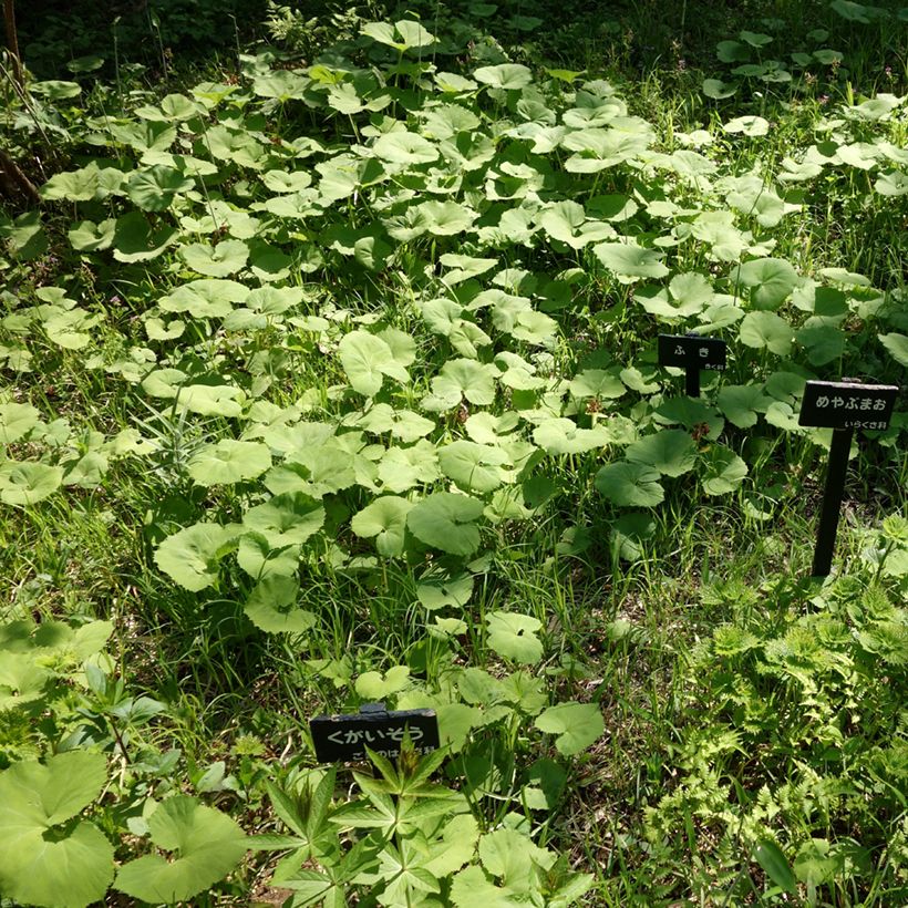 Petasites japonicus (Hábito)