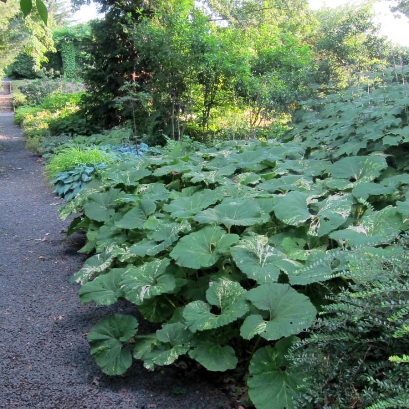 Petasites japonicus Variegatus (Folhagem)