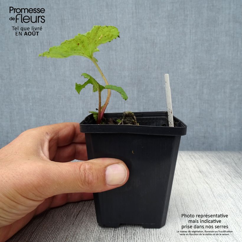 Amostra de Petasites japonicus Variegatus Vaso de 8/9 cm tal como entregue no verão