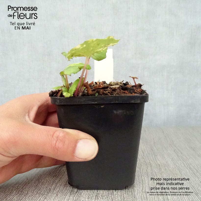 Amostra de Petasites japonicus Variegatus Vaso de 8/9 cm tal como entregue na primavera