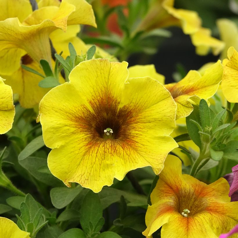 Petchoa BeautiCal Caramel Yellow (Floração)