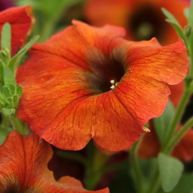 Petchoa BeautiCal Cinnamon (Floração)