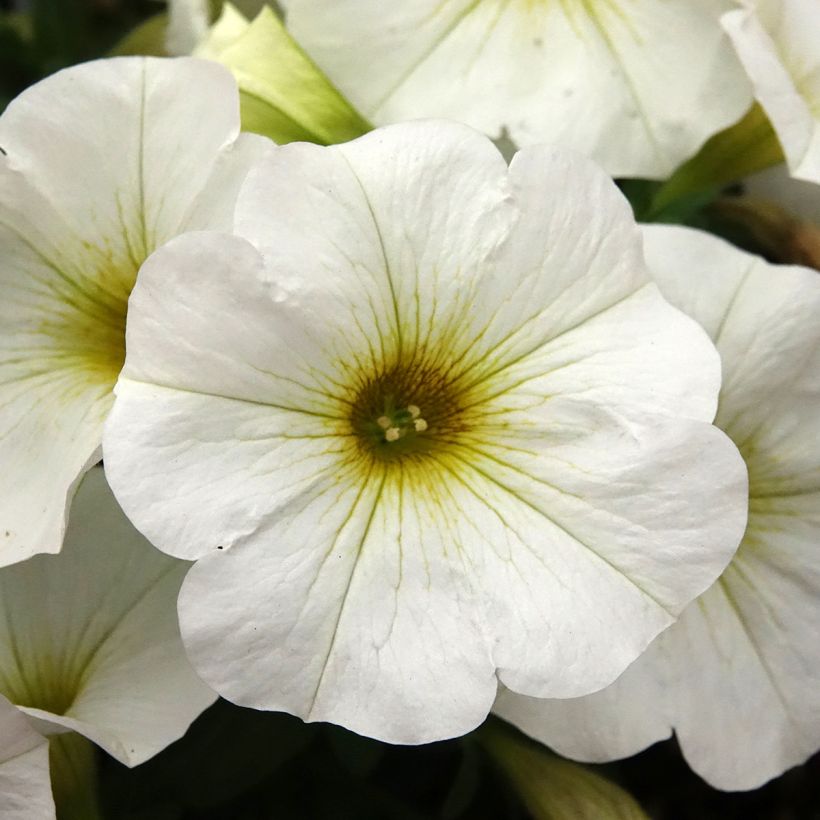 Petchoa BeautiCal Pearl White (Floração)