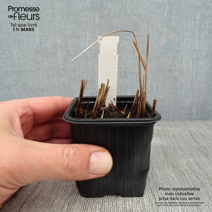 Amostra de Petite massette - Typha minima Vaso de 8/9 cm tal como entregue no inverno