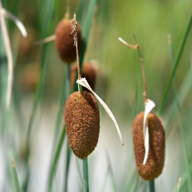 Typha minima (Floração)