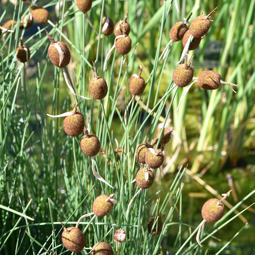 Typha minima (Hábito)