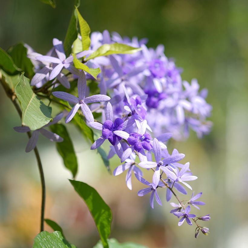 Petrea volubilis (Floração)