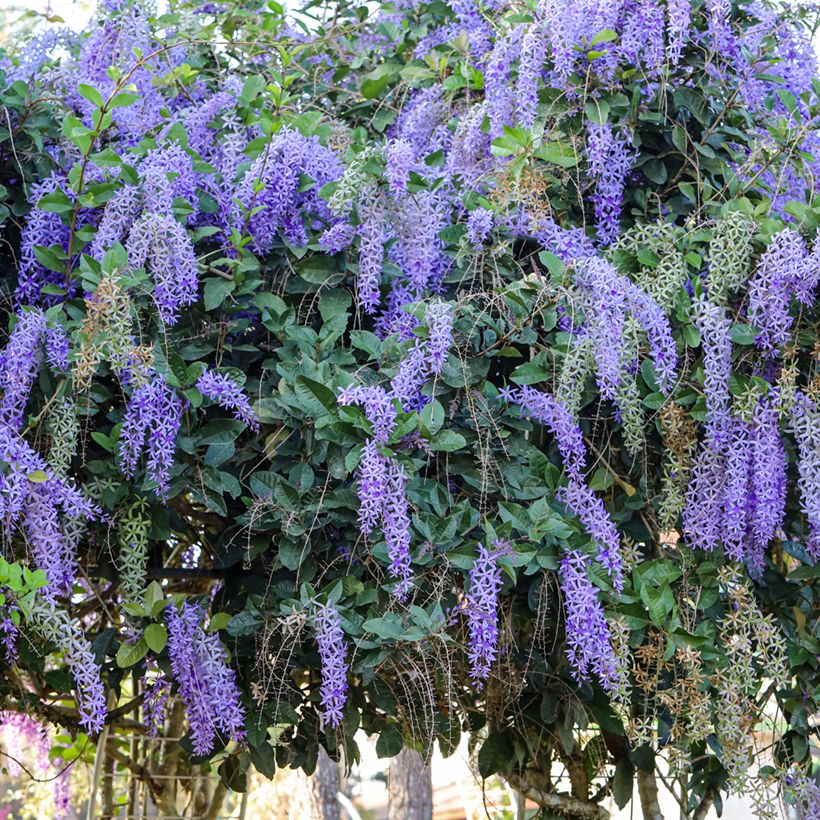 Petrea volubilis (Hábito)