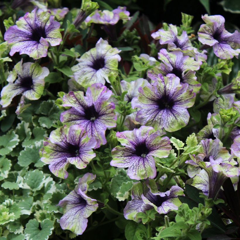 Petúnia Amazonas Plum Cockatoo (Floração)