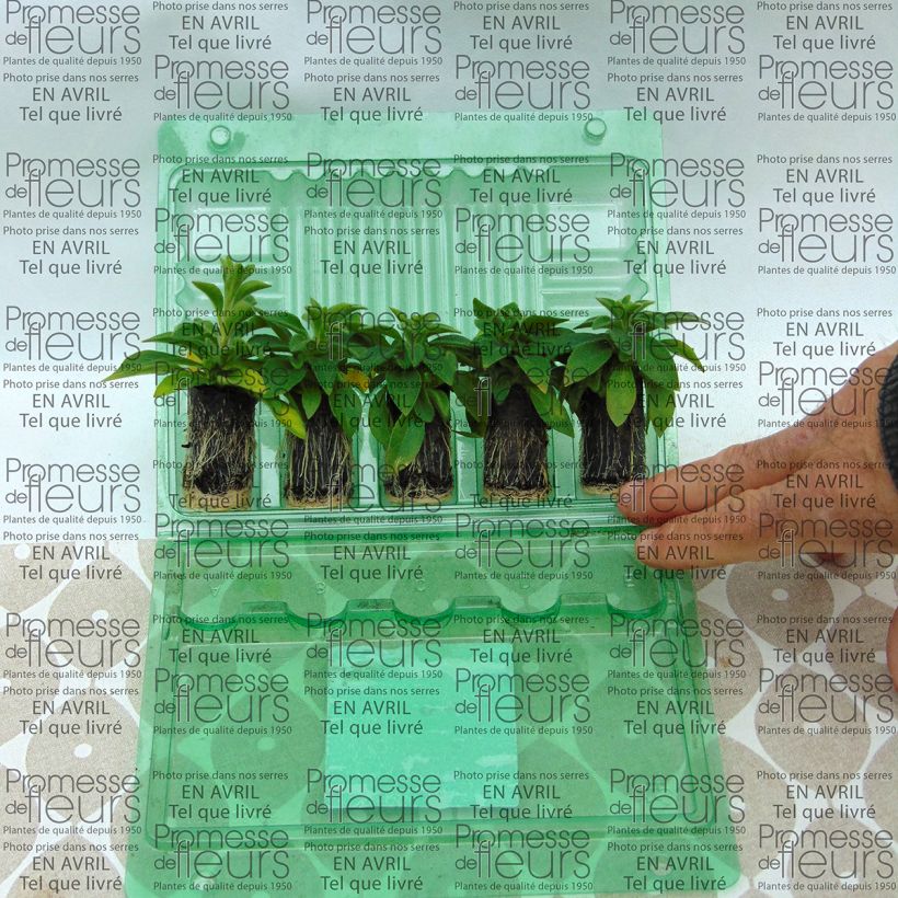 Exemplo de amostra de Pétunia Designer Rose Star Mini-motte Ø 3/4 cm tal como entregue