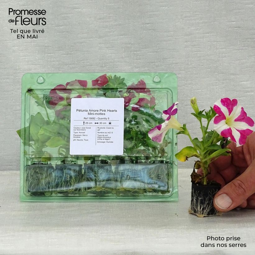 Amostra de Pétunia Amore Pink Hearts Mini-motte Ø 3/4 cm tal como entregue na primavera