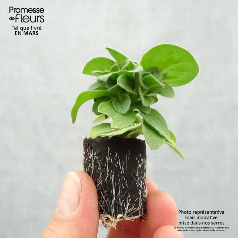 Amostra de Pétunia Amore Queen of Hearts Mini-motte Ø 3/4 cm tal como entregue na primavera