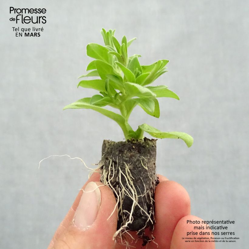 Amostra de Petunia Baby Doll Mini-motte Ø 1,5/2,5 cm tal como entregue na primavera